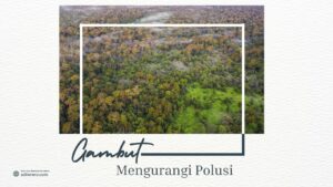 gambut polusi